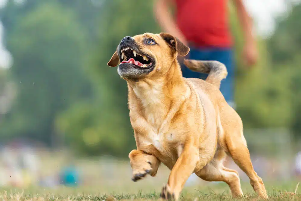 how to report a dog bite in San Diego County
