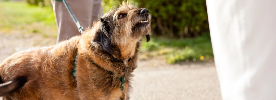 Dog Bites Image